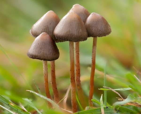 Liberty caps- the clue's in the name